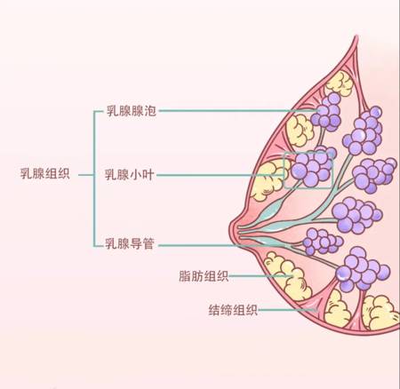 深度剖析乳房内部结构，3点全面了解你的乳房！